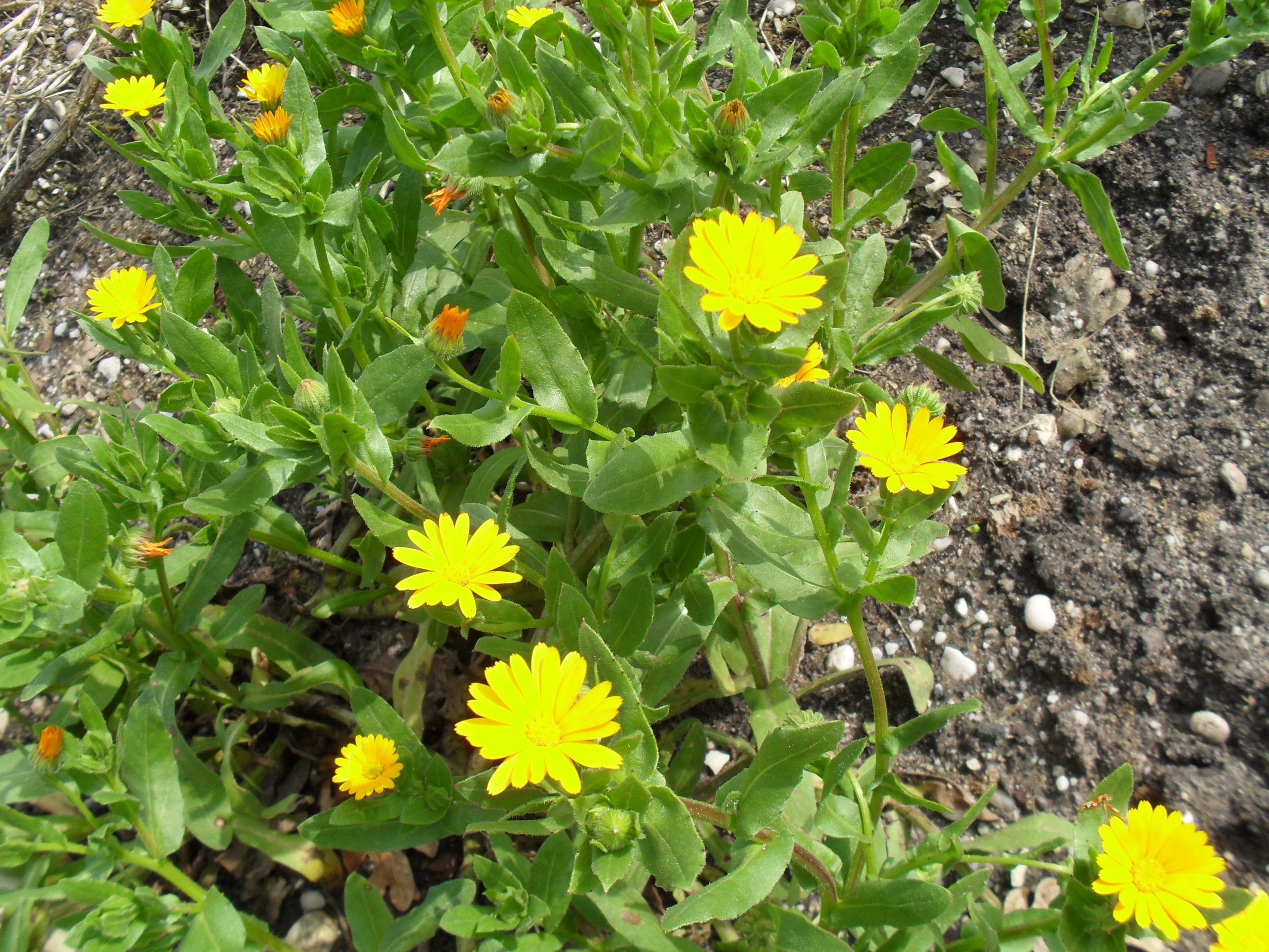 Souci des champs, graines bio de fleurs utiles aux insectes - Les Graines  dans le Vent